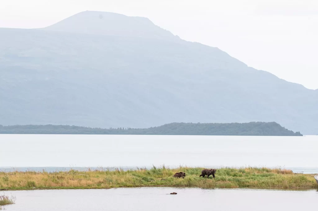 two bears walking under a mountain at katmai national park