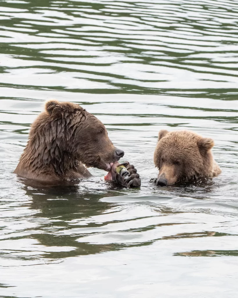 Two bears feeding on salmon in the water