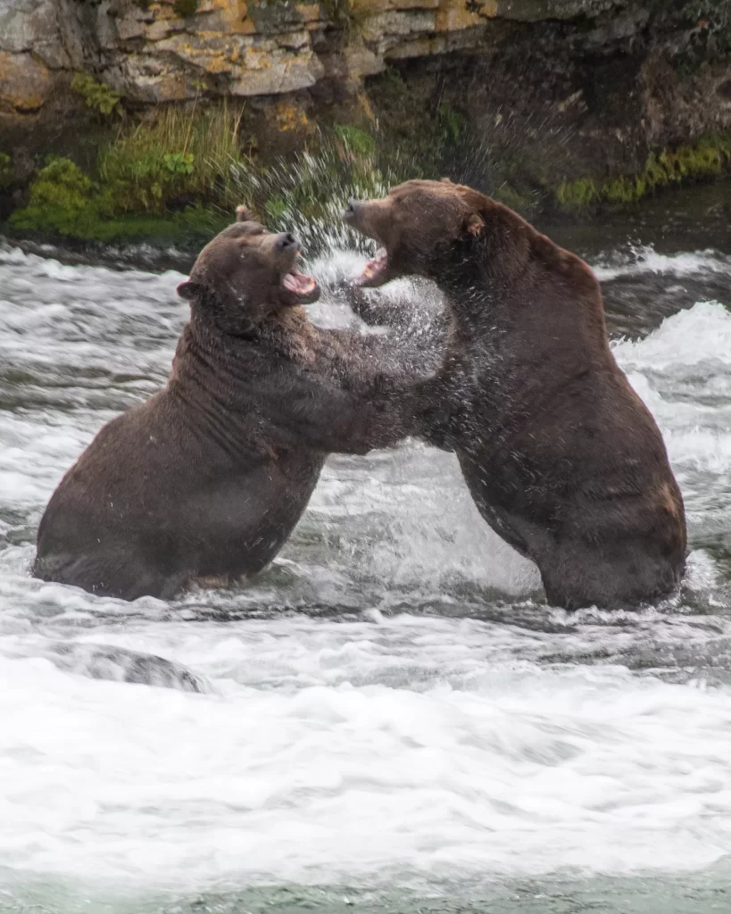 bears fighting in the wtaer with water splashing