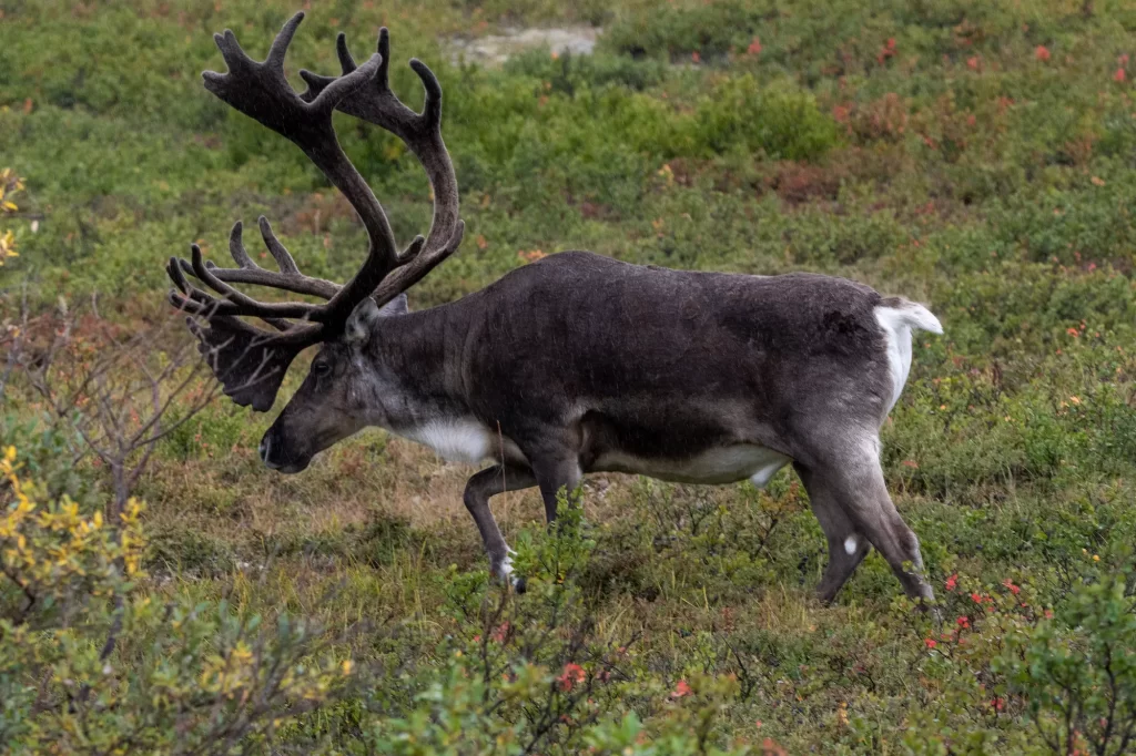 caribou walking through the brush