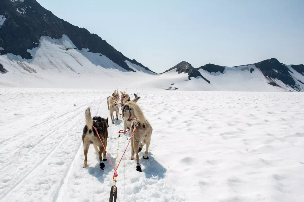 dogs leading a sled