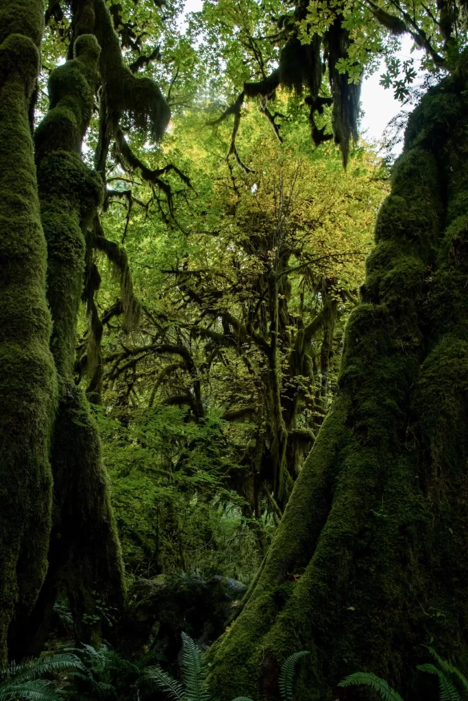 Mossy trees in the Hoh Rainforest