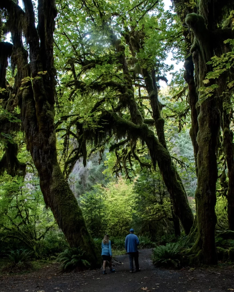 Mossy trees in Hoh Rainforest