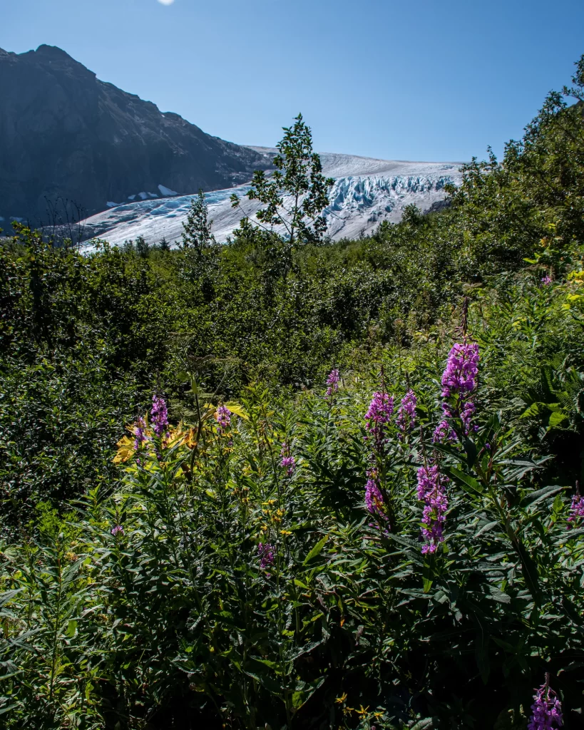 Marmot Meadows with flowers in front