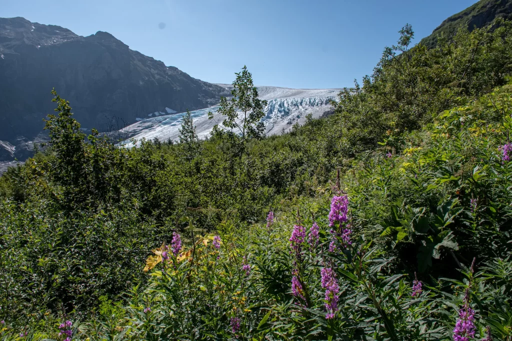 wildflowers and tall grass in front of exit glacier