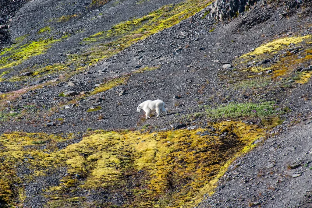 mountain goat walking on the mountain