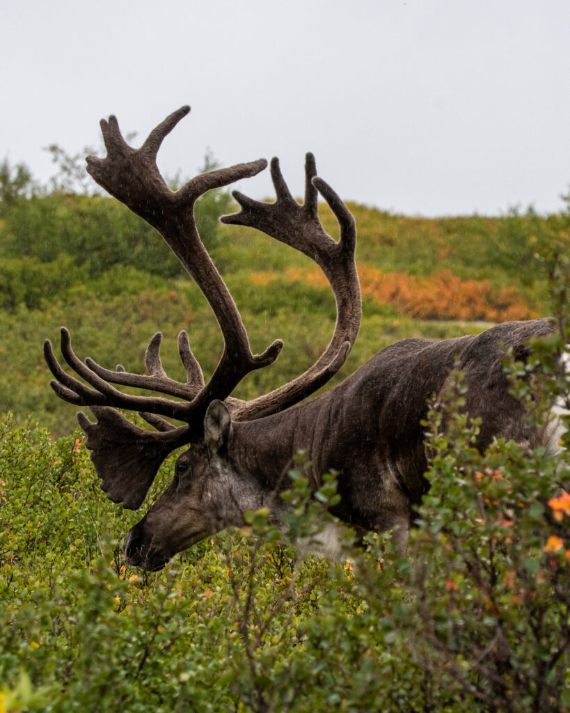 caribou in brush