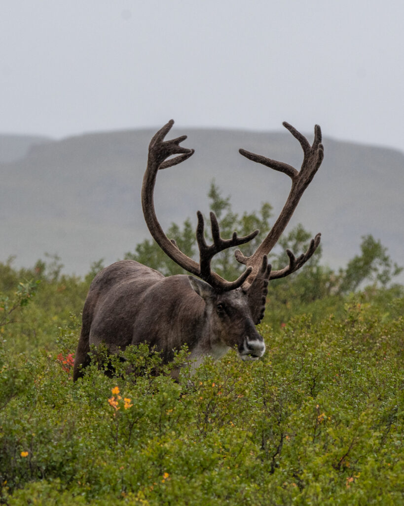 Caribou outside in brush