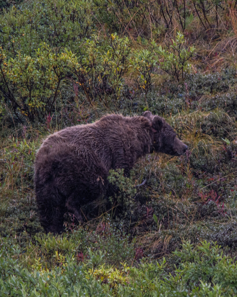 grizzly bear in brush