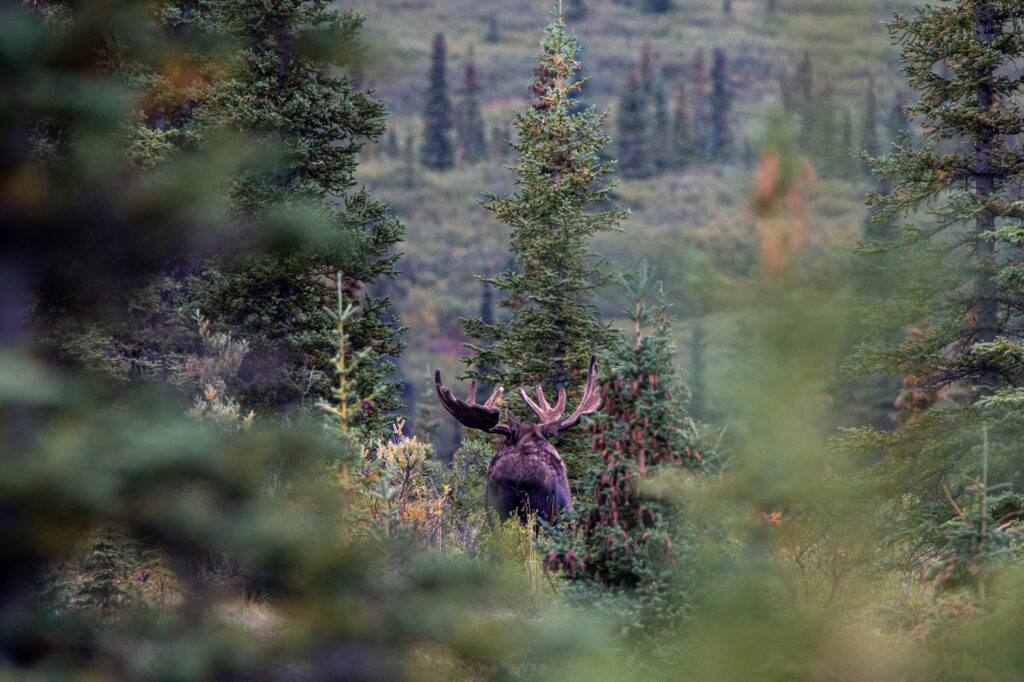Large moose with antlers in Denali