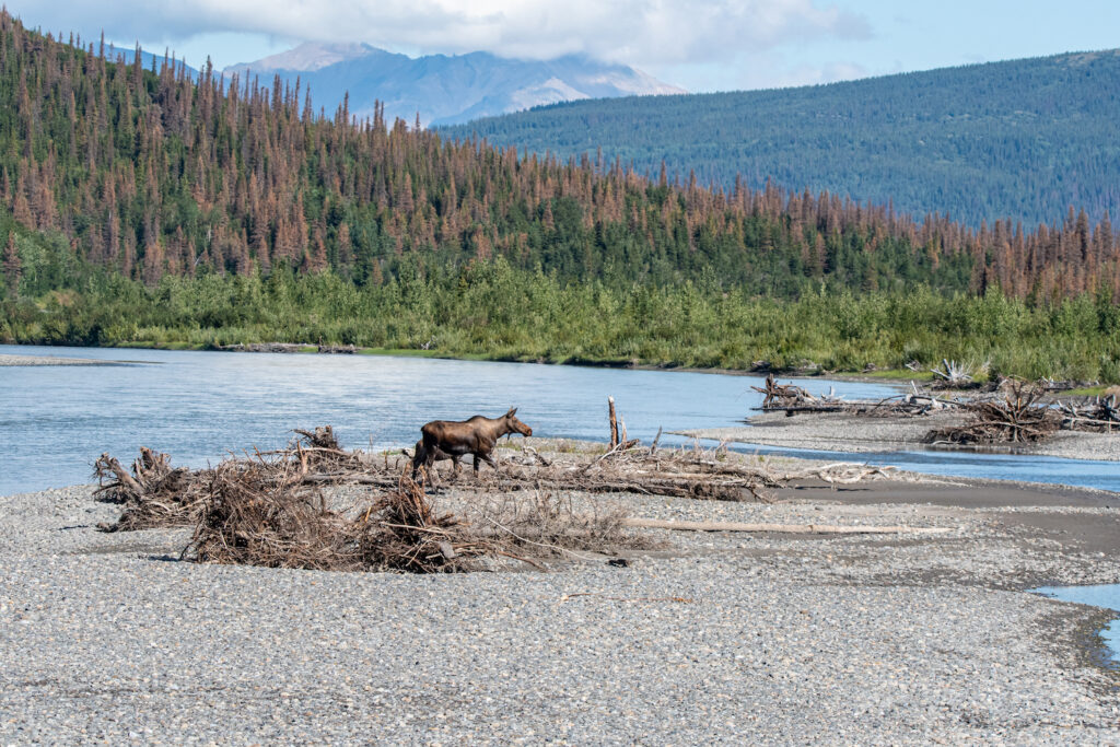 Moose in front of Mountains