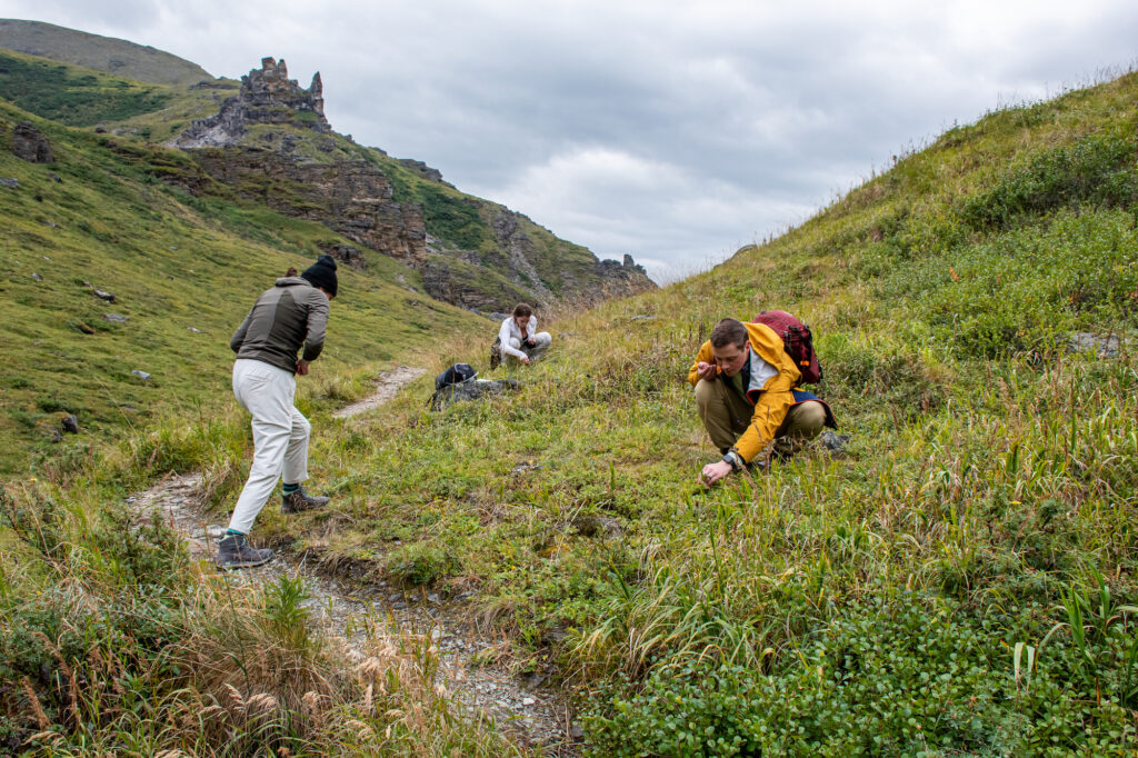 three people berry picking in Denali