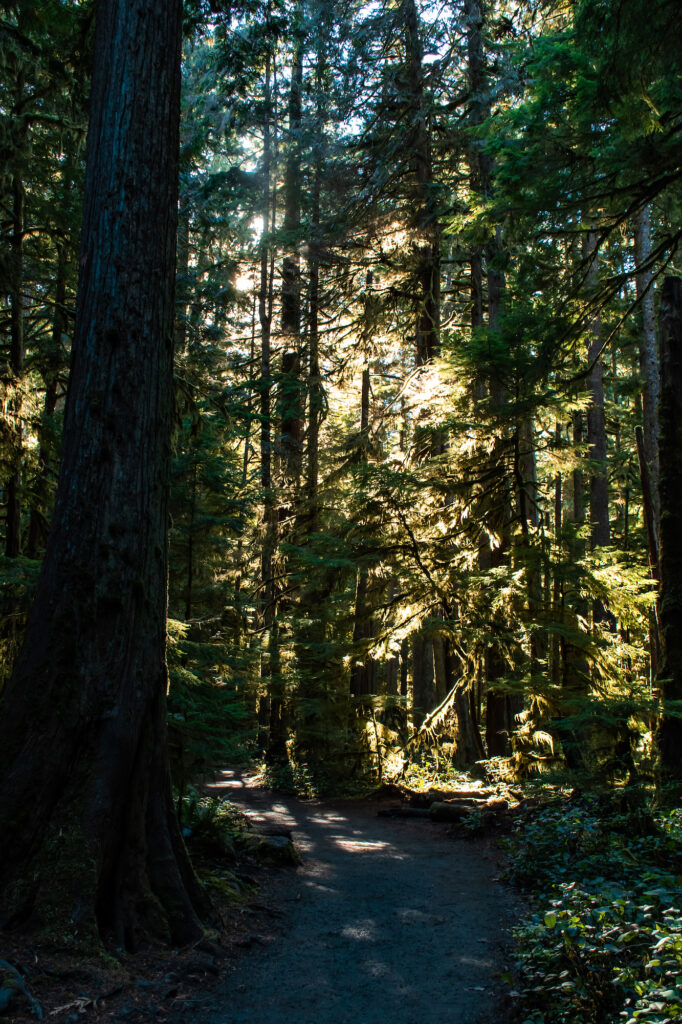 light shining through the trees