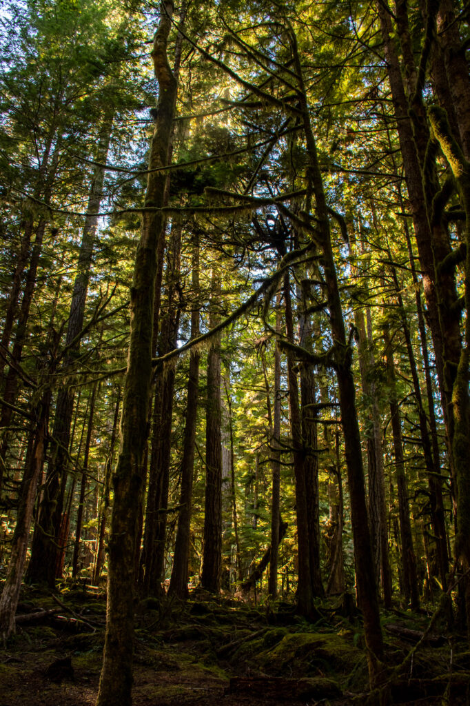 Wooded Trail