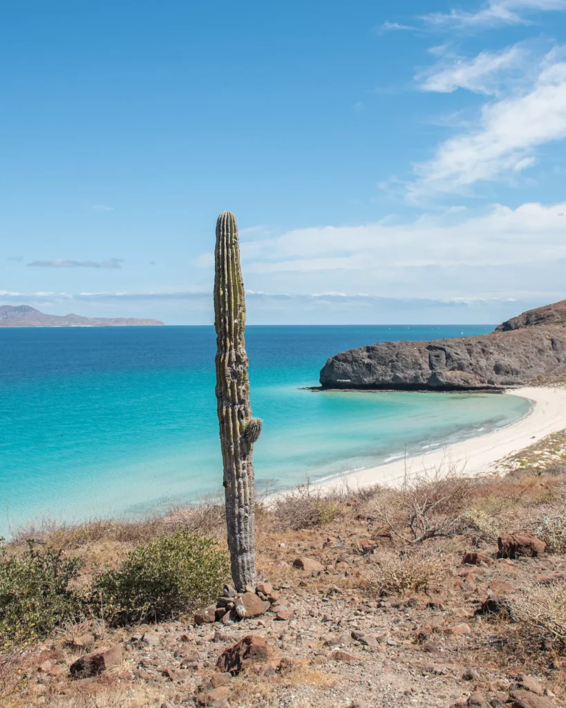 cactus above Balandra Beach