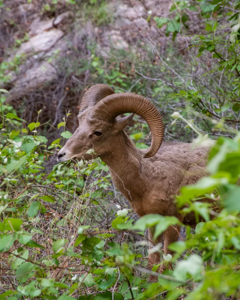 bighorn sheep in havasupai