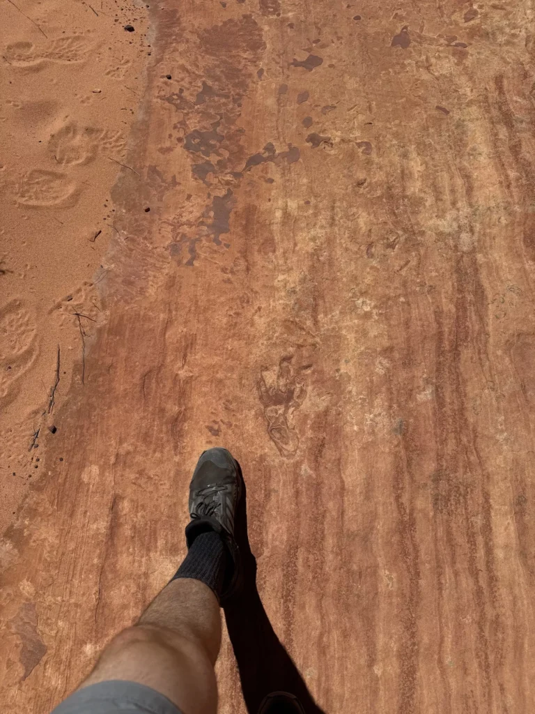foot next to a dinosaur print