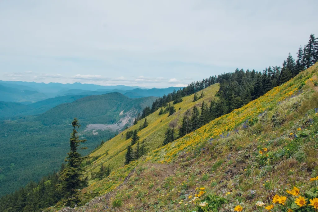 landscape of wildflowers