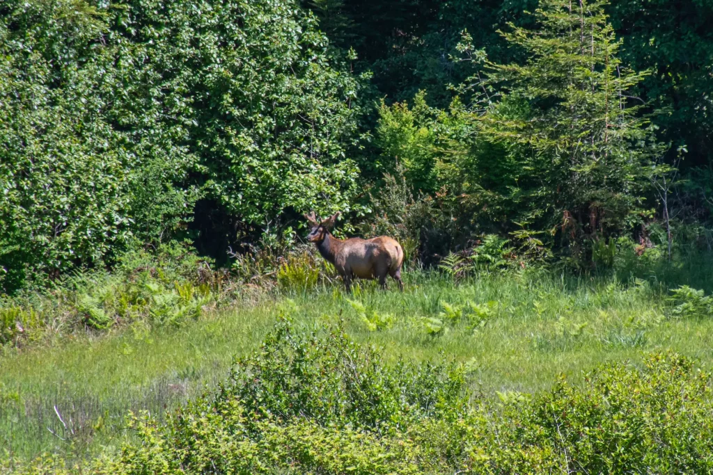 elk in meadow
