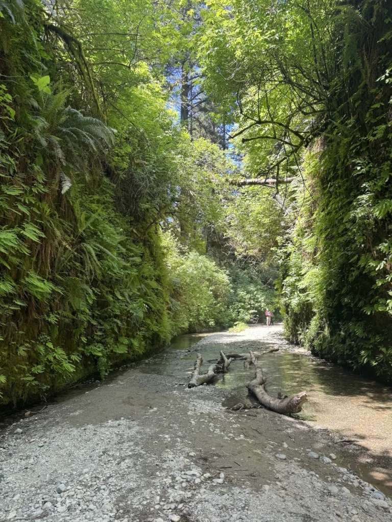 lush fern canyon with a river