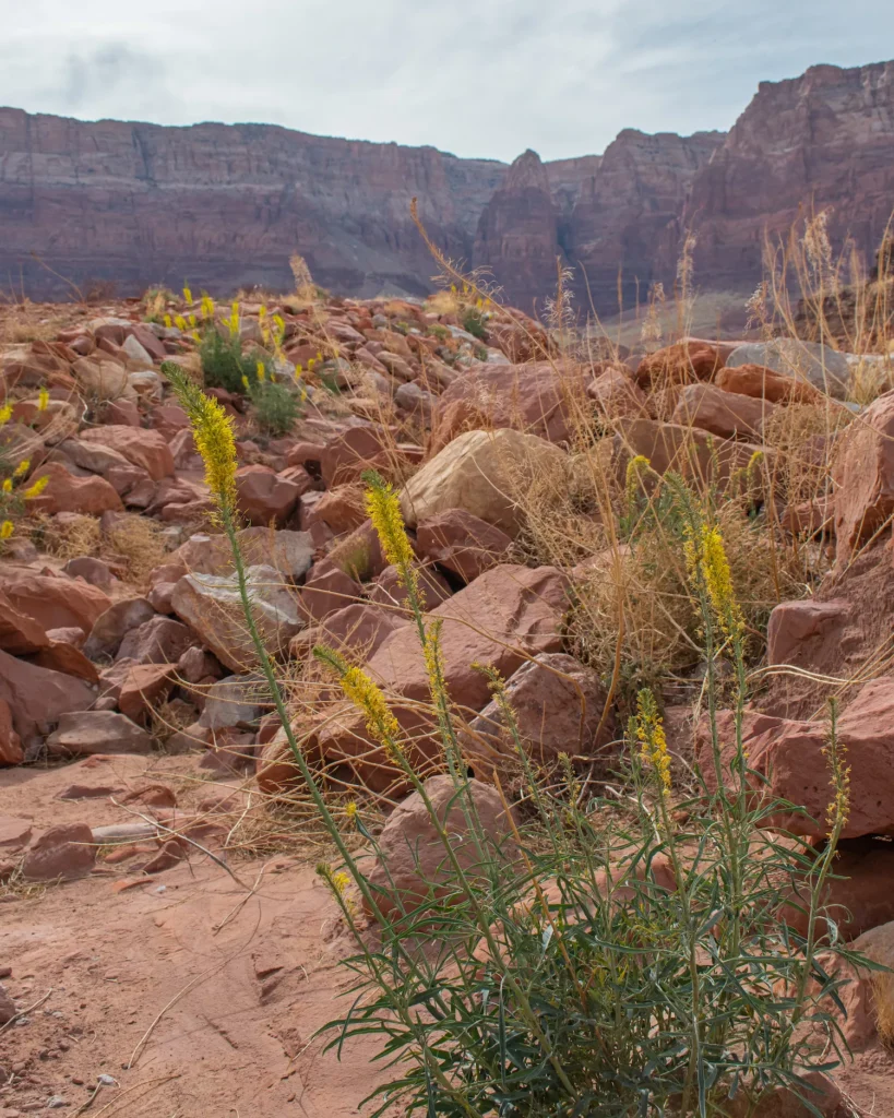 flowers on the Cathedral Wash trail