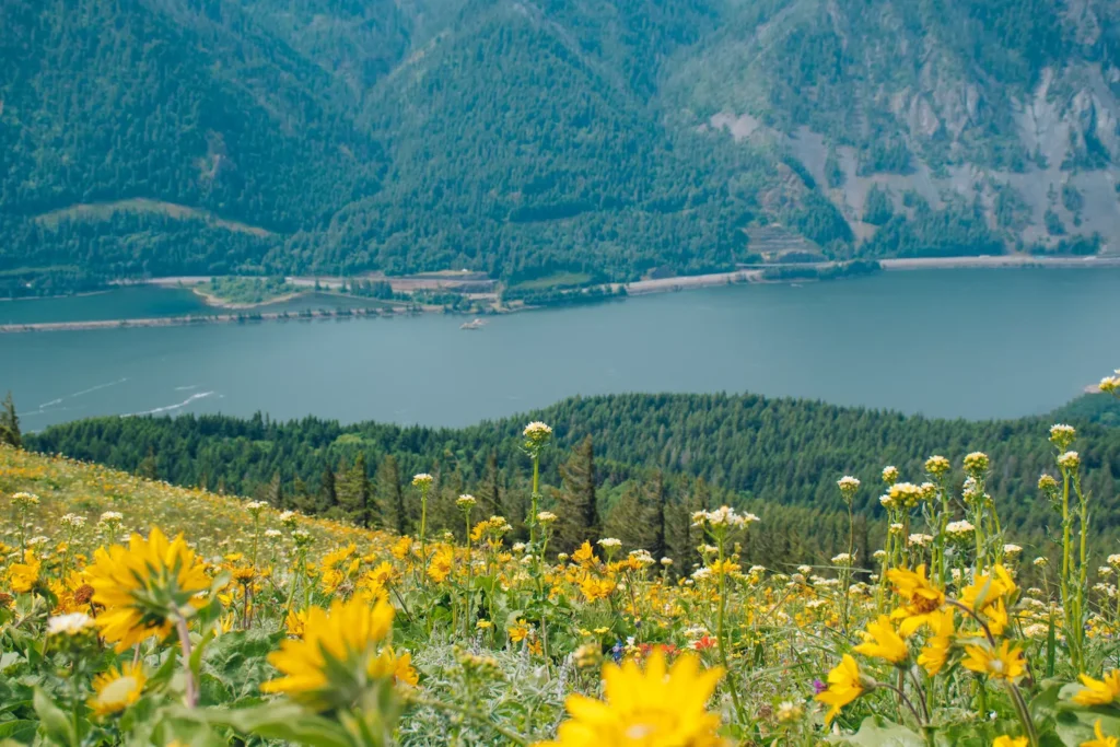 macro views of wildflowers with hood river below