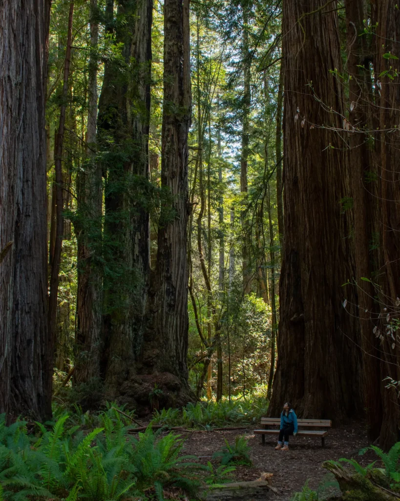 Tall trees