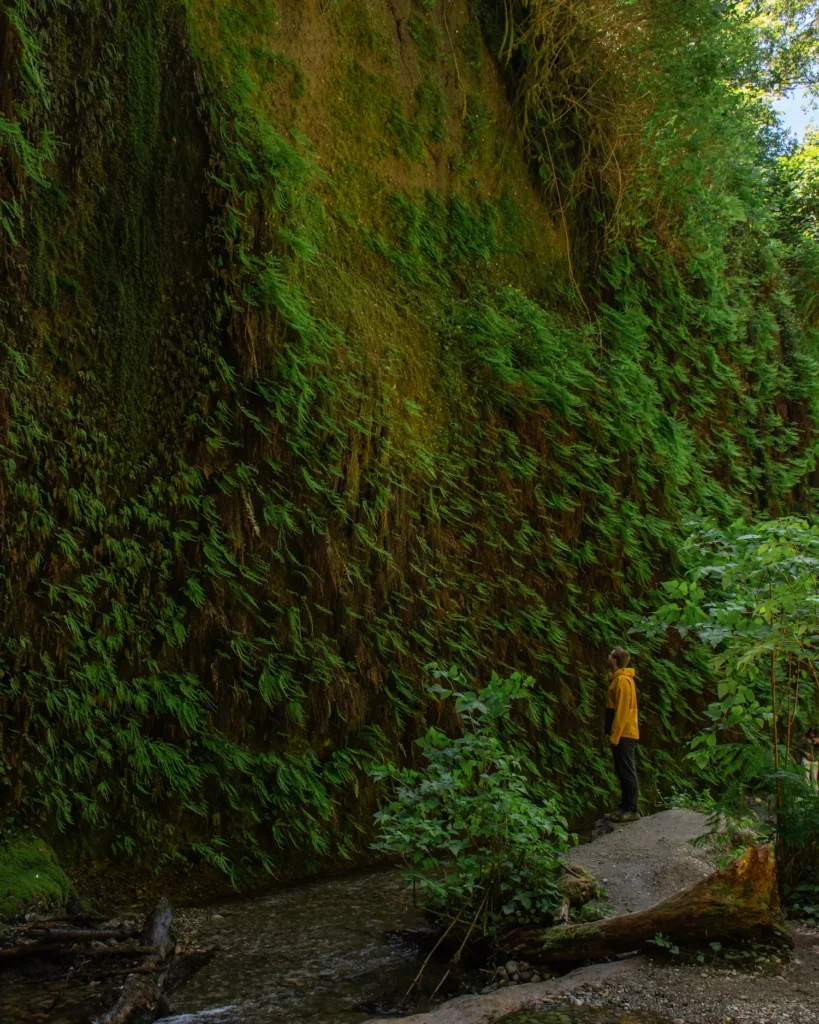 guy in front of fern covered wall