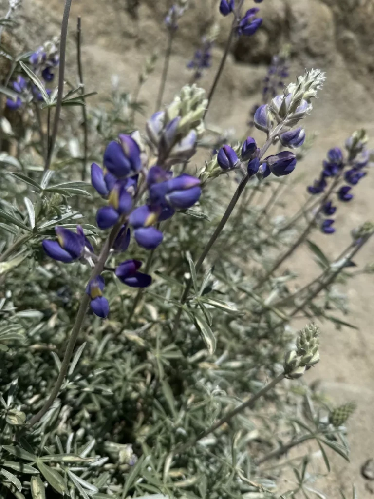 Indian Paintbrush