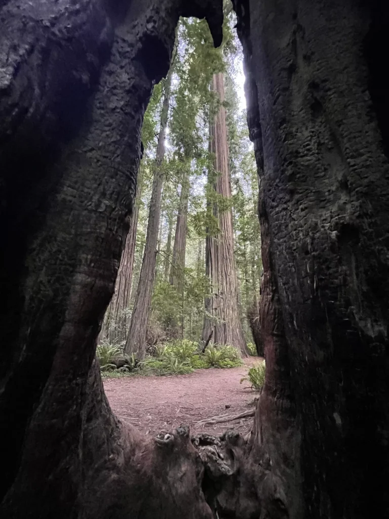 opening of redwood into Redwoods
