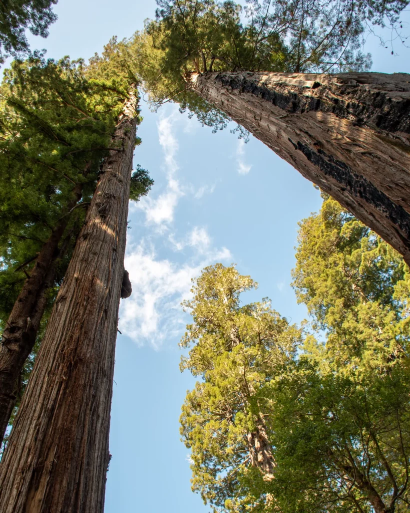 trees in redwoods in sky