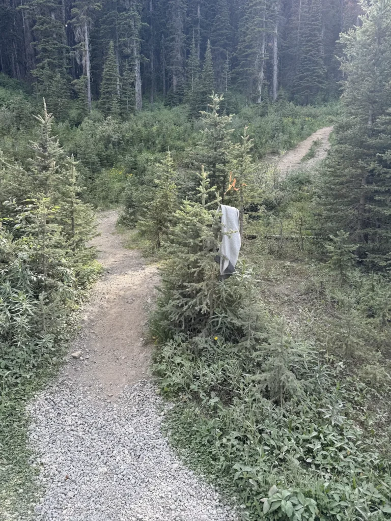trail through woods