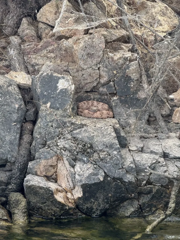 rattlesnake in the rocks