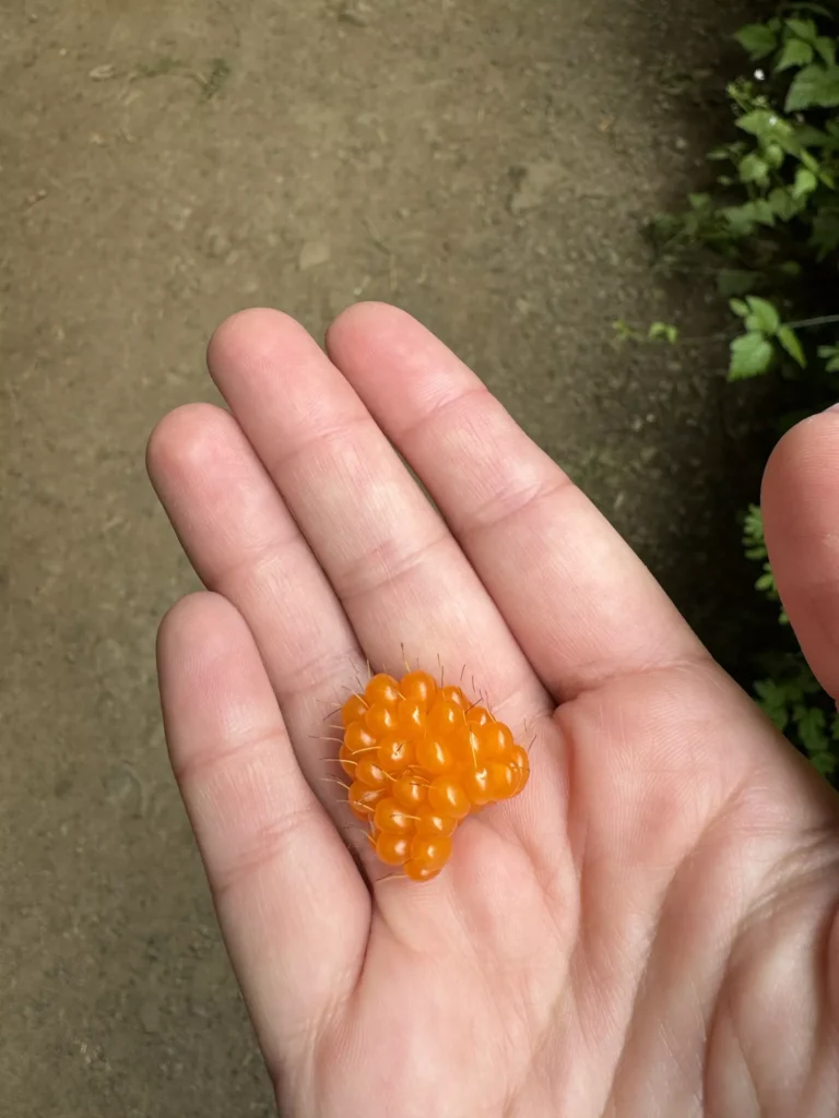 salmon berry in the hand