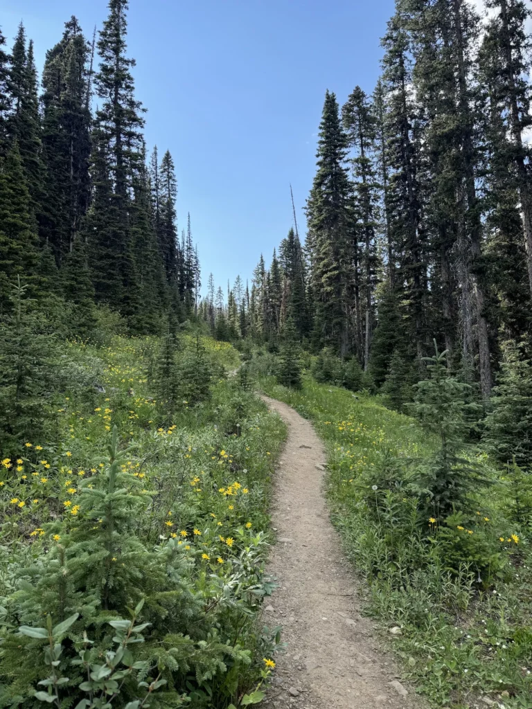 wooded trail with wildflowers