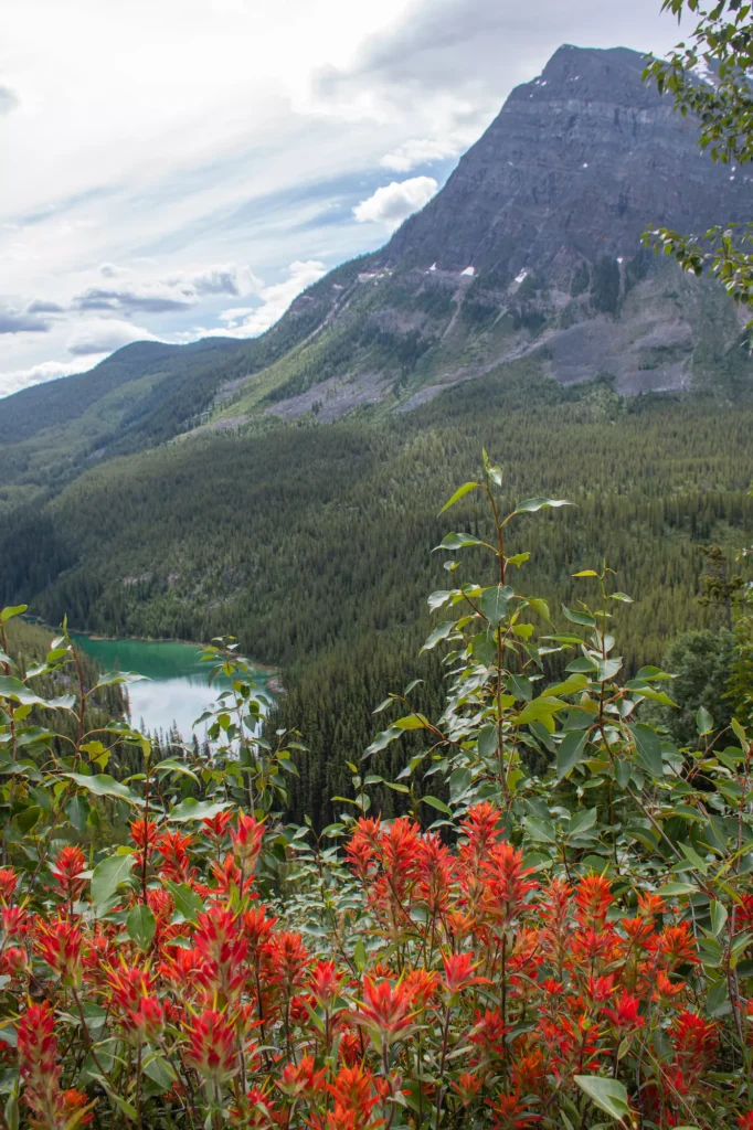wildflowers in bloom in Kootenay National Park