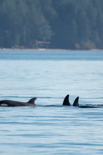pod of orcas on orcas island