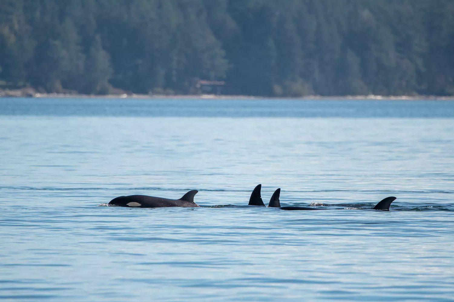 FUN FACTS ABOUT ORCAS ISLAND visual data 6