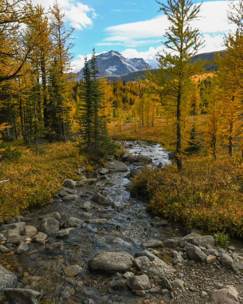 Healy Creek leading to Monarch with the larches