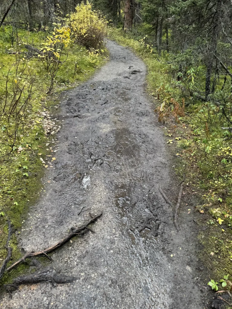 Muddy path through the woods