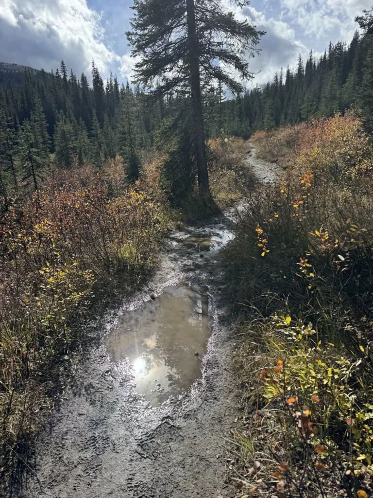 Muddy trail through a meadow