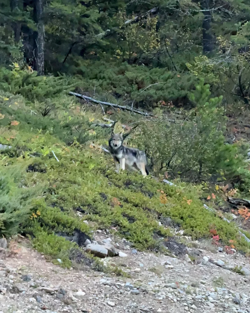 wolf off the trail