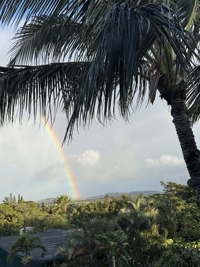 Rainbow under a palm tree