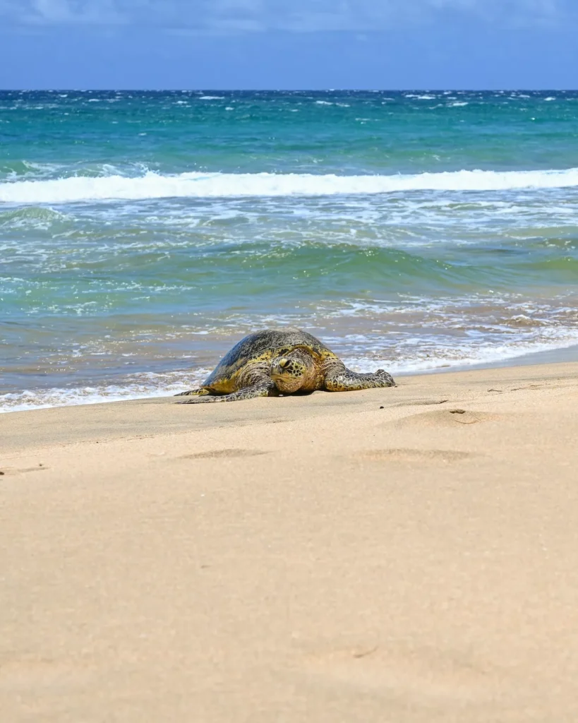 Sea Turtle on the Beach