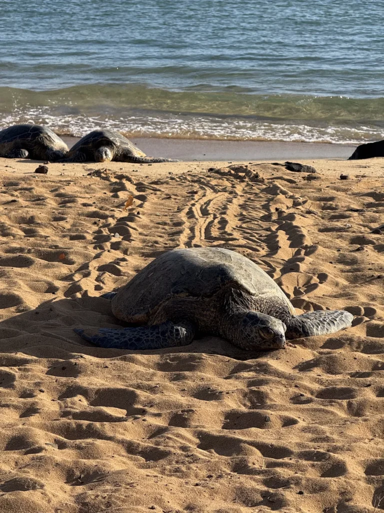 Sea turtles on the sand