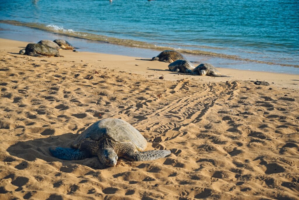 turtles hanging on Poipu Beach