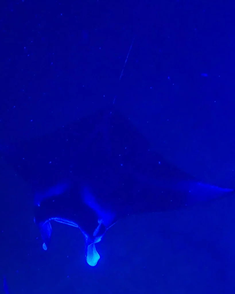 Manta Ray swimming through the water at night