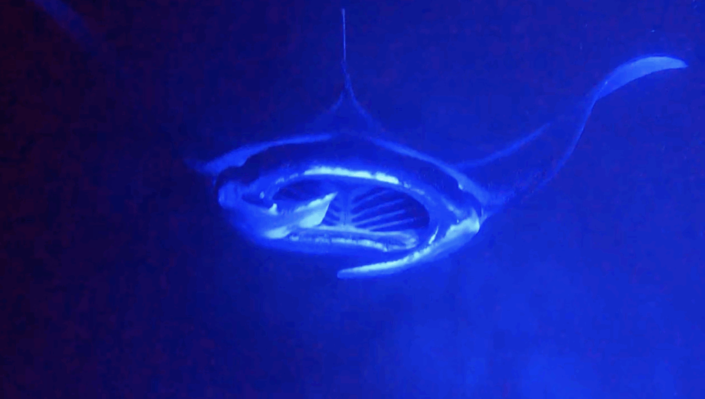 Manta Ray in the water