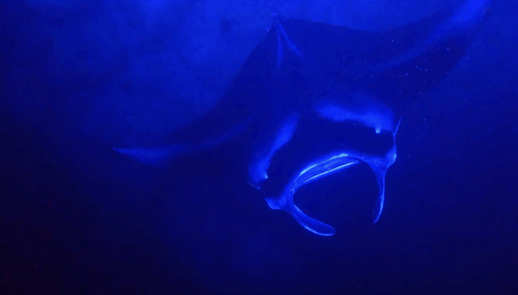 Manta Ray swimming