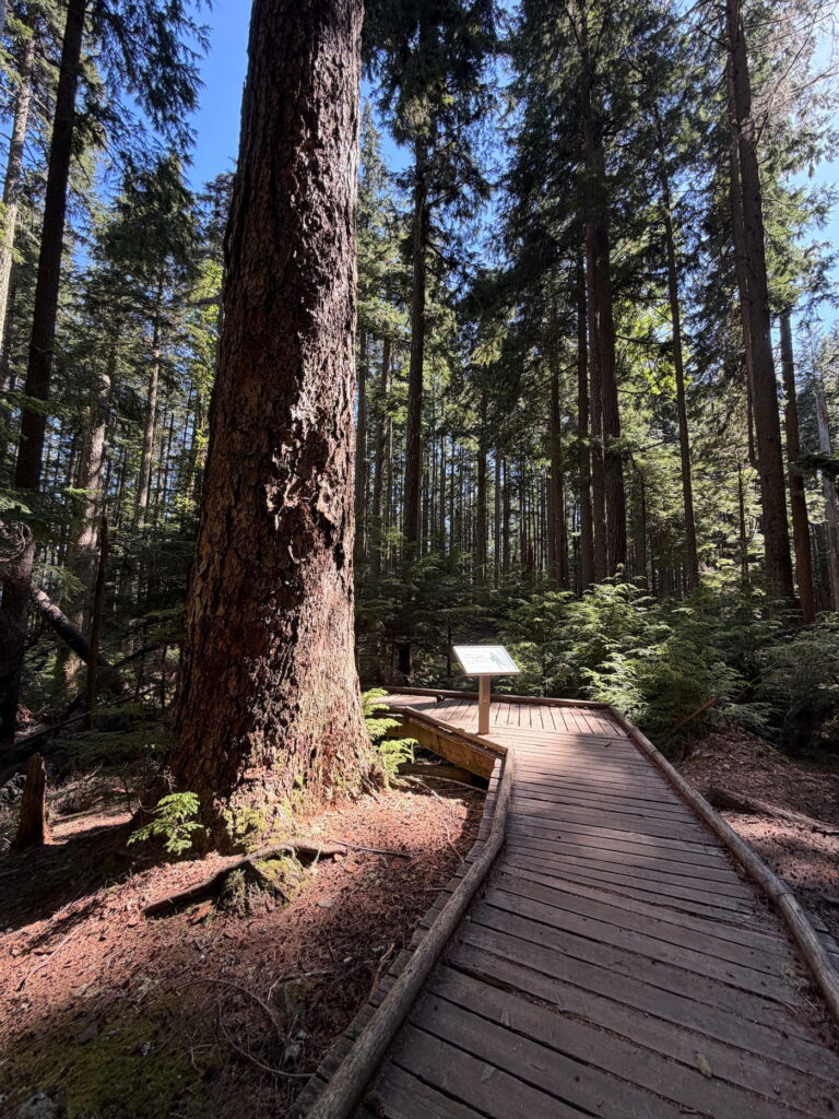 Old Growth Forest path with an interpretative sign about the area